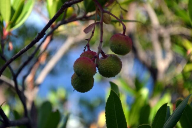 Vegetación mediterránea de Ítaca, Grecia Frutos silvestres entre la vegetación mediterránea de la isla de Ítaca, Grecia