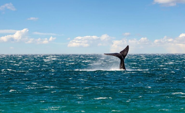 Cola de una ballena sobre el mar durante un avistaje en la zona de Puerto Madryn, Chubut
