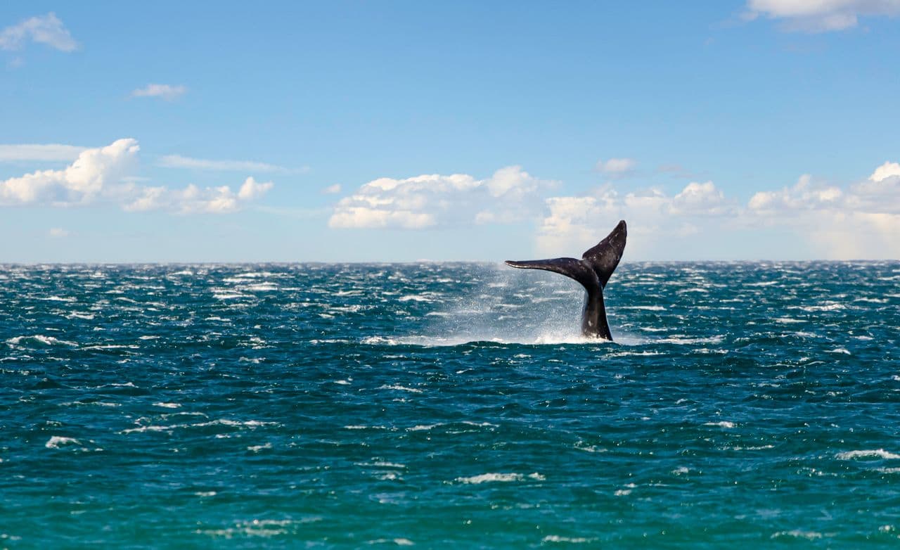 Cola de una ballena sobre el mar durante un avistaje en la zona de Puerto Madryn, Chubut