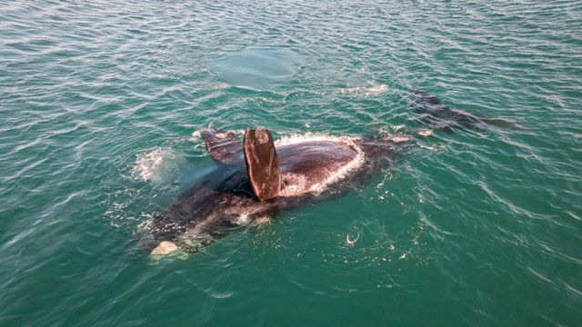 Ballenas francas australes nadan en las aguas cercanas a Puerto Madryn, en Chubut, Patagonia argentina