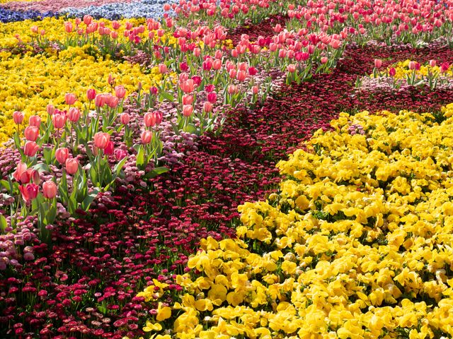 Jardines con tulipanes y flores de colores en Canberra, Australia