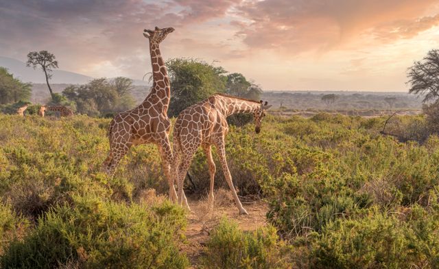 Jirafas en la sabana africana al atardecer, uno de los destinos para viajar en 2027