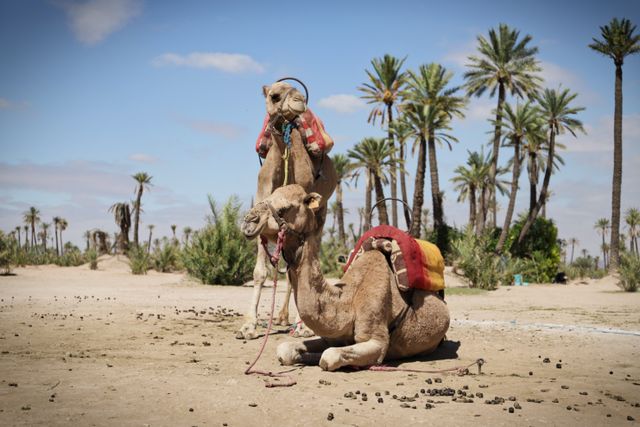 Camellos en un paisaje árido con palmeras durante una excursión en Marruecos