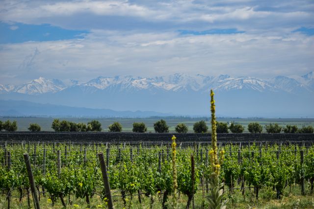 Viñedos de Mendoza y Cordillera de los Andes Viñedos de Mendoza con la Cordillera de los Andes nevada al fondo