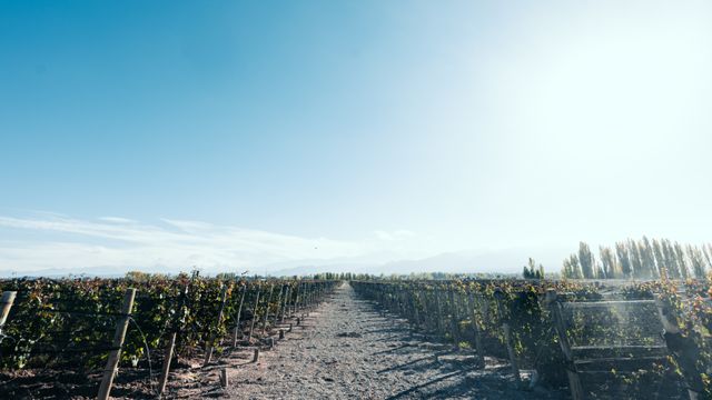 Viñedos de Mendoza: cómo recorrer bodegas sin auto Viñedos de Mendoza con hileras de vides y montañas al fondo