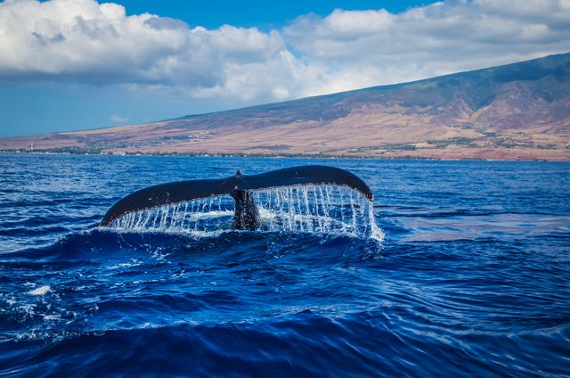 Temporada de ballenas en Hawaii: cuándo viajar para verlas Cola de una ballena jorobada frente a la costa de Hawaii con montañas al fondo