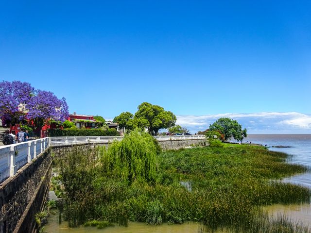 Colonia del Sacramento, Uruguay: una opción atractiva para jubilarse Costanera de Colonia del Sacramento, Uruguay, con vegetación y el Río de la Plata
