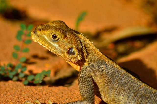 Fauna de Burkina Faso en África Occidental Lagarto sobre suelo rojizo en un paisaje de Burkina Faso, África Occidental