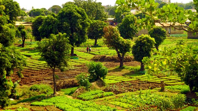Paisaje rural de Burkina Faso en África Occidental Paisaje rural de Burkina Faso con cultivos, árboles y viviendas entre zonas verdes