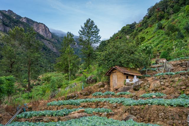 Sri Lanka, uno de los destinos más subestimados para viajar en 2026 Paisaje rural de Sri Lanka con cultivos en terrazas, montañas verdes y una pequeña casa de madera